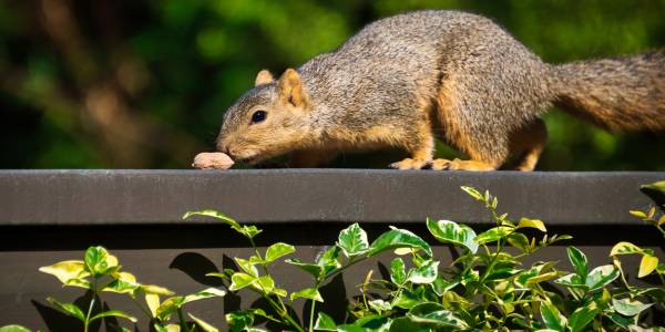 Squirrel checking out food